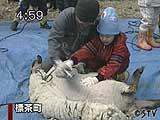 羊の毛刈りを体験