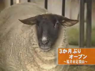 足羽山ミニ動物園のヒツジ