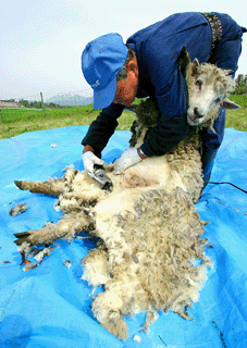 バリカンで毛を刈り取られていく羊