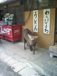 奈良公園の鹿