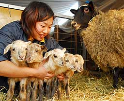 まだ足元がおぼつかない五つ子のヒツジ