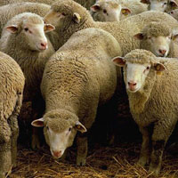 200px-Flock_of_sheep.jpg
