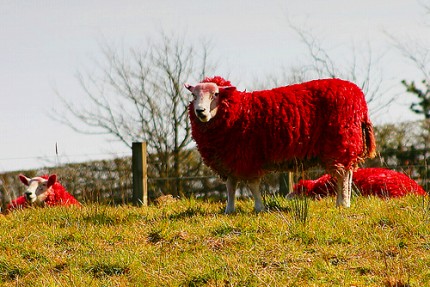 真っ赤な羊