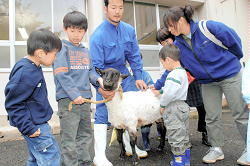 伸びた毛を刈り終えた羊と触れ合う子どもたち