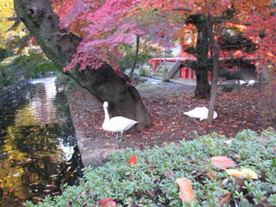 白鳥にはばまれる。えー。