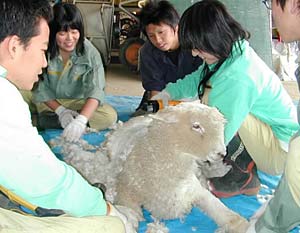 バリカンで羊の毛刈り