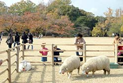 ヤギやヒツジがくつろぎ、普段と違う雰囲気の大芝生地を楽しむ入園者