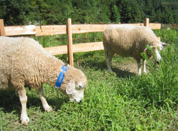 田の周辺の草を黙々と食べるヒツジ