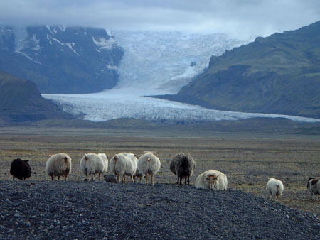 Sheep_glacier_2s.jpg