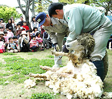 飼育員に毛を刈られるアオちゃん