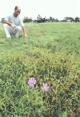 シカの食害の影響で小さなコスモスの花がまばらに咲く場内