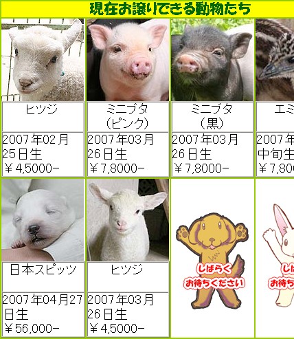 現在お譲りできる動物たち　ヒツジ　ミニブタ　エミュー