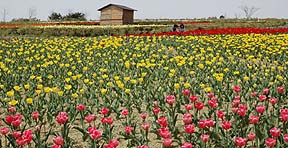 館ケ森アーク牧場