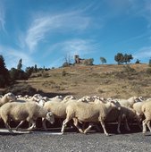 ヒツジ、集団行動好きですから