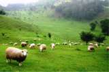 放牧場の羊