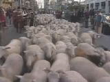 スペインで羊たちが抗議