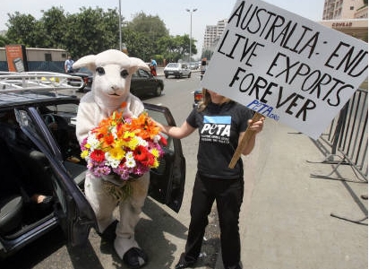 エジプトで動物愛護団体が羊の生体輸出を停止したオーストラリアに感謝の花束