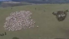 あるく羊の群れ
