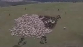 あるく羊の群れ