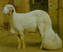 脂尾羊