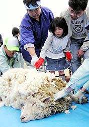 公園職員の手を借りながら羊の毛を刈る子どもg