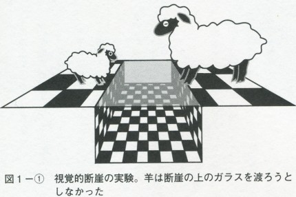 視覚的断崖の実験。羊は断崖の上のガラスを渡ろうとしなかった。