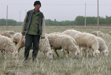 中国北部河北（Hebei）省の張家口（Zhangjiakou）郊外で、羊を世話する農民